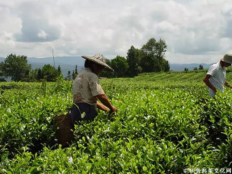 大家總說(shuō)茶葉暴利，真的有那么暴利？