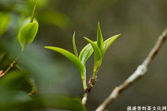 細品「倚邦貢茶」之帝王氣息！